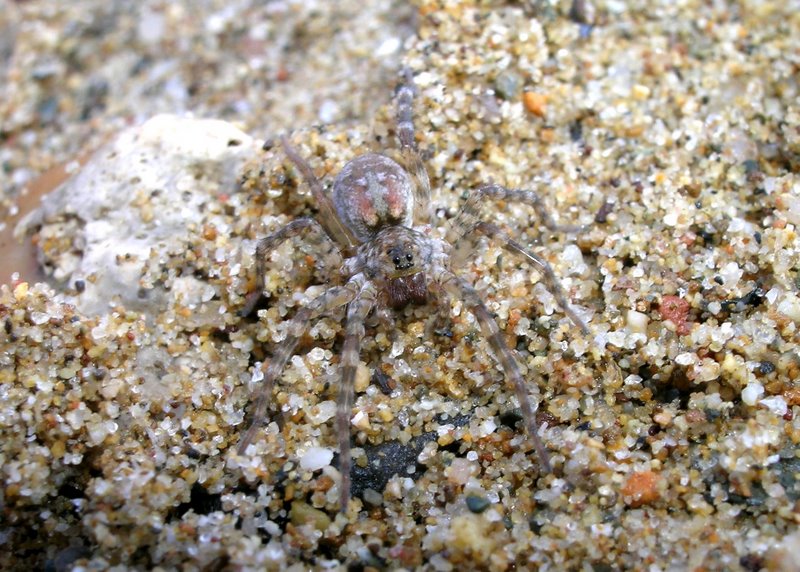 Arctosa sp.